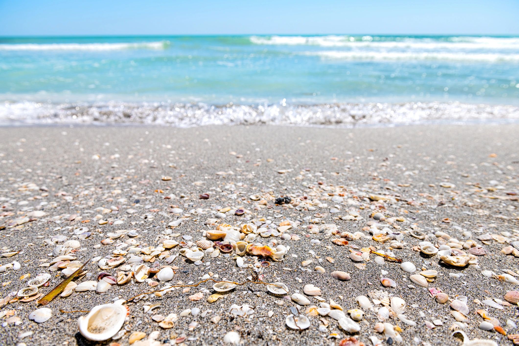 Sandy beach with seashells and turquoise ocean